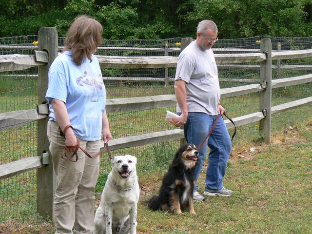 Dog Training School In Charlotte Dog Training In