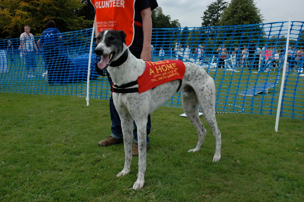 DSC_0564 Glasgow Dog Training Flickr
