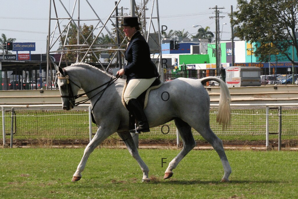 IMG_0134 Mackay Horses Flickr