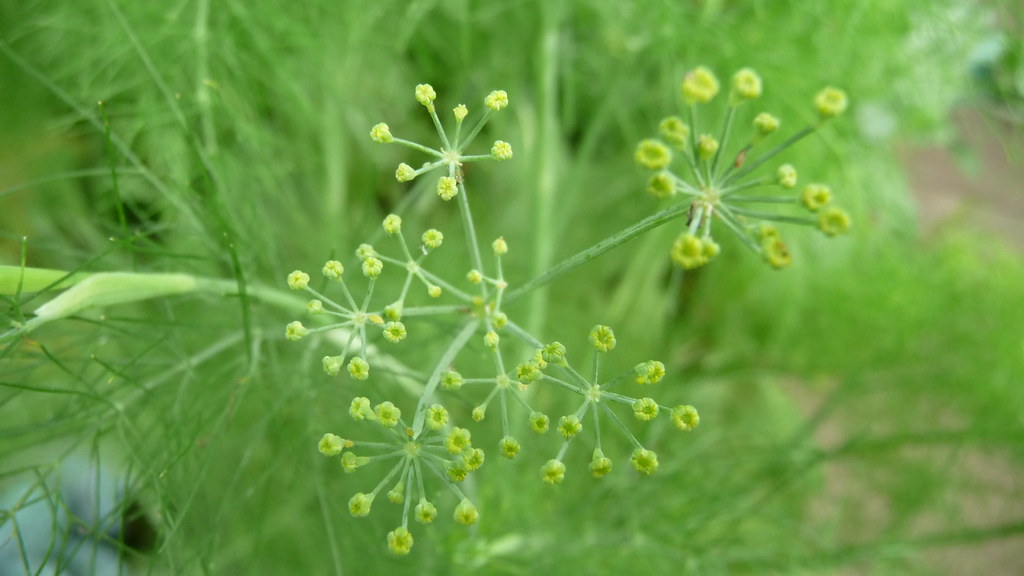 Fennel fronds feministjulie Flickr