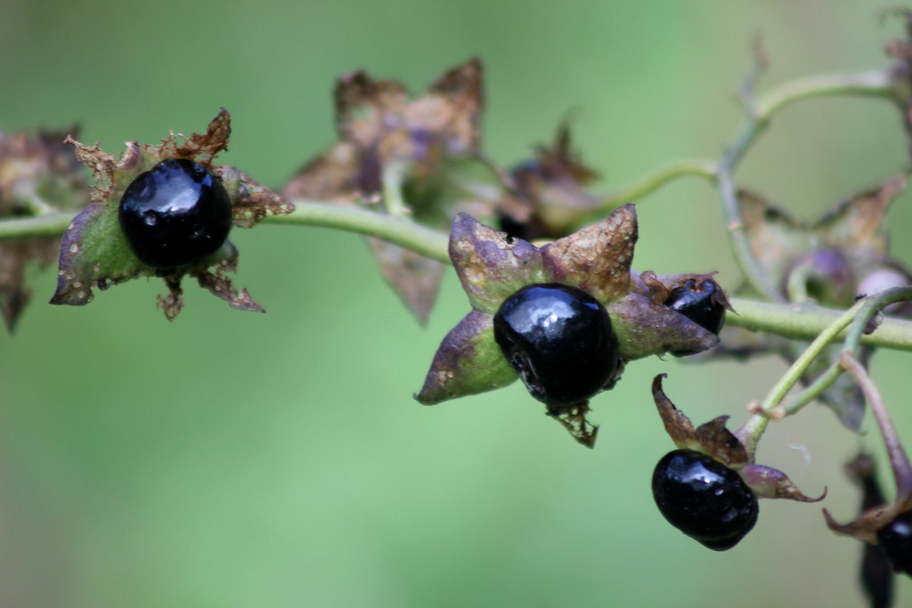 Deadly Nightshade Poisonous The Deadly Nightshade (Atrop… Flickr