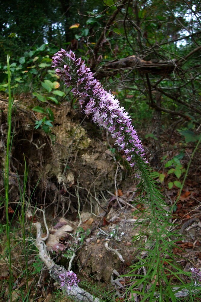 Blazing star Also called Gayfeather Little Dog Laughed Flickr