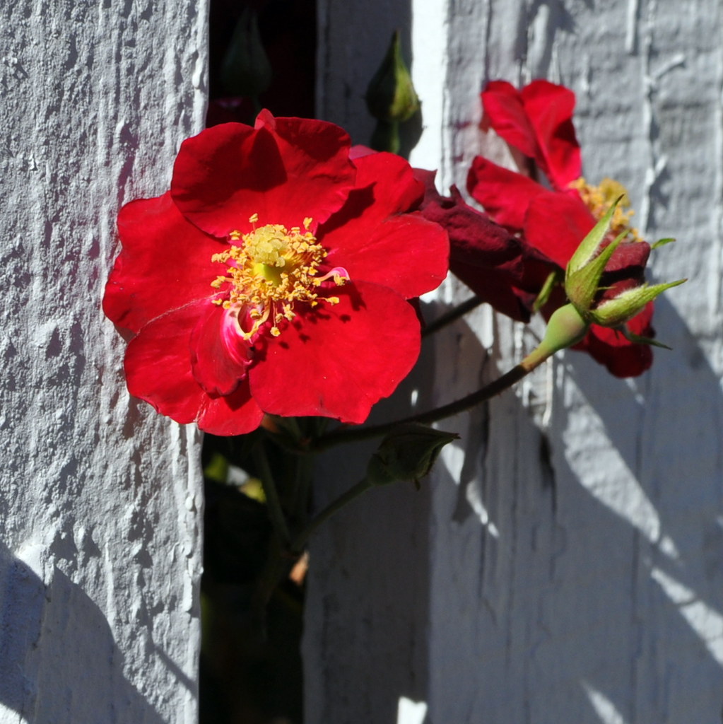 wild irish rose a photo on Flickriver