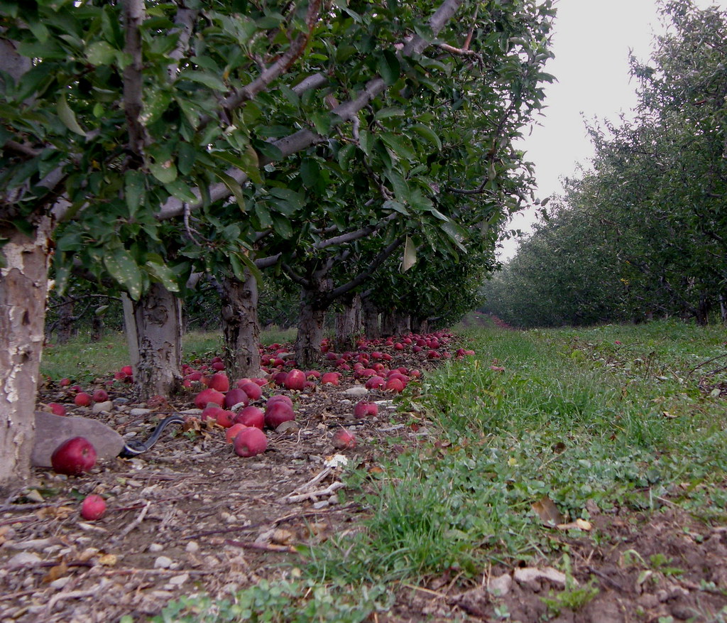 New Paltz, NY 10/10 Melissa M. Flickr