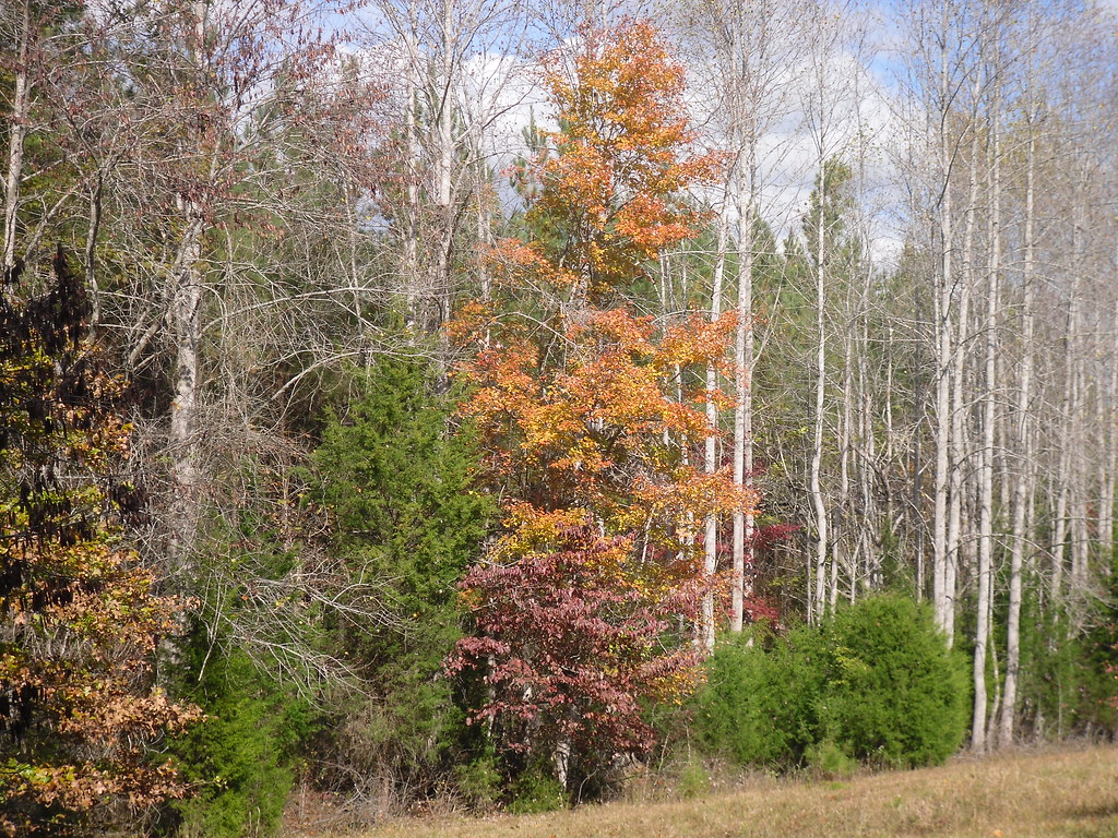Fall Trees in Albemarle, NC Farm in Albemarle, NC taken by… Flickr