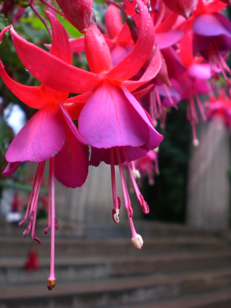 Falling fuchsia in germany at schloss charlottenburg. Amy Yznaga