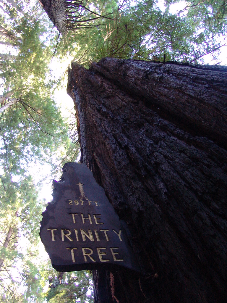 DSC09825 Trees of Mystery (Redwoods) Northern California Rocky W
