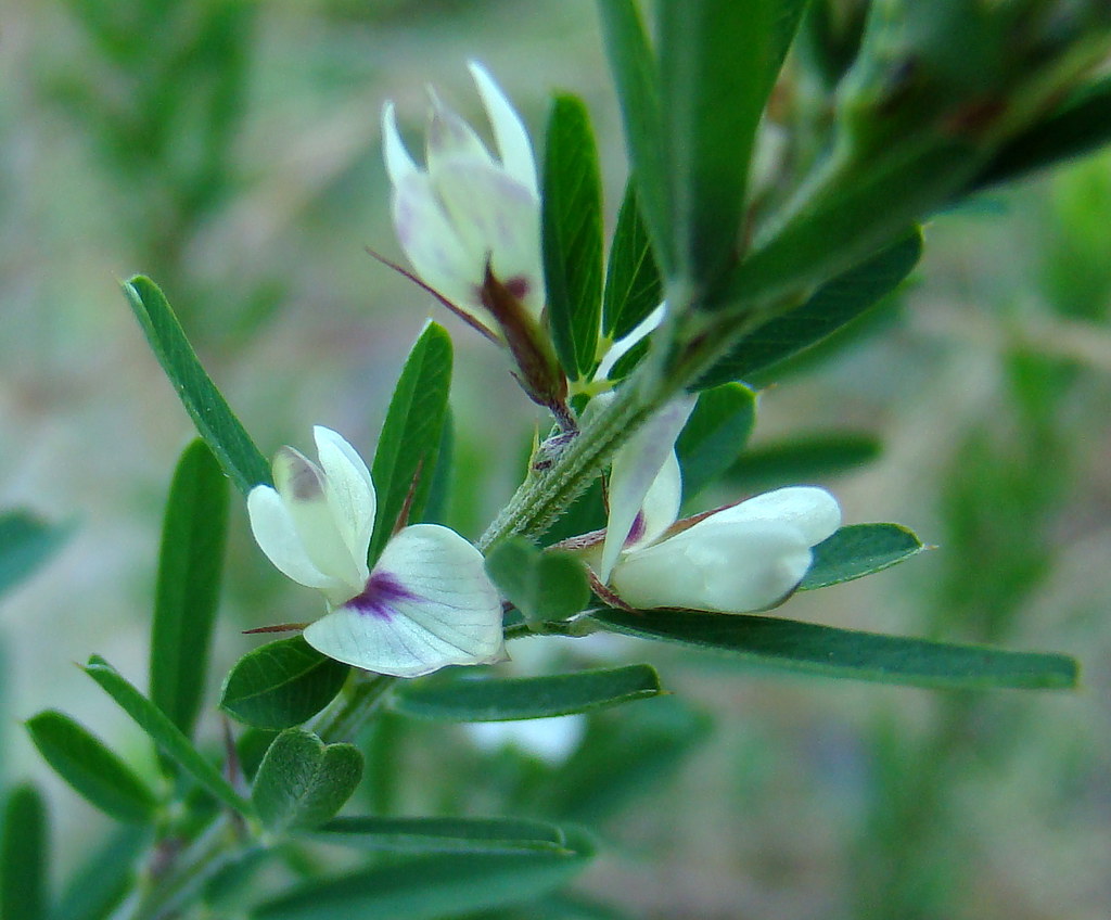 Lespedeza cuneata, Sericea Lespedeza Scrubby field (excon… Flickr