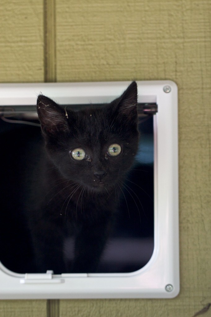 The New Pet Door in the Garage We put a pet door in the ga… Flickr