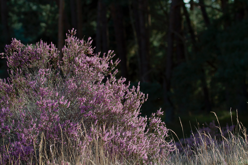 Nationaal Park De Hoge Veluwe Nationaal Park De Hoge Veluw… Flickr