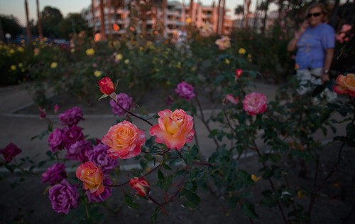 ROSE GARDEN 3, Pacific Palisades Park Santa Monica, Califoâ€¦ Flickr