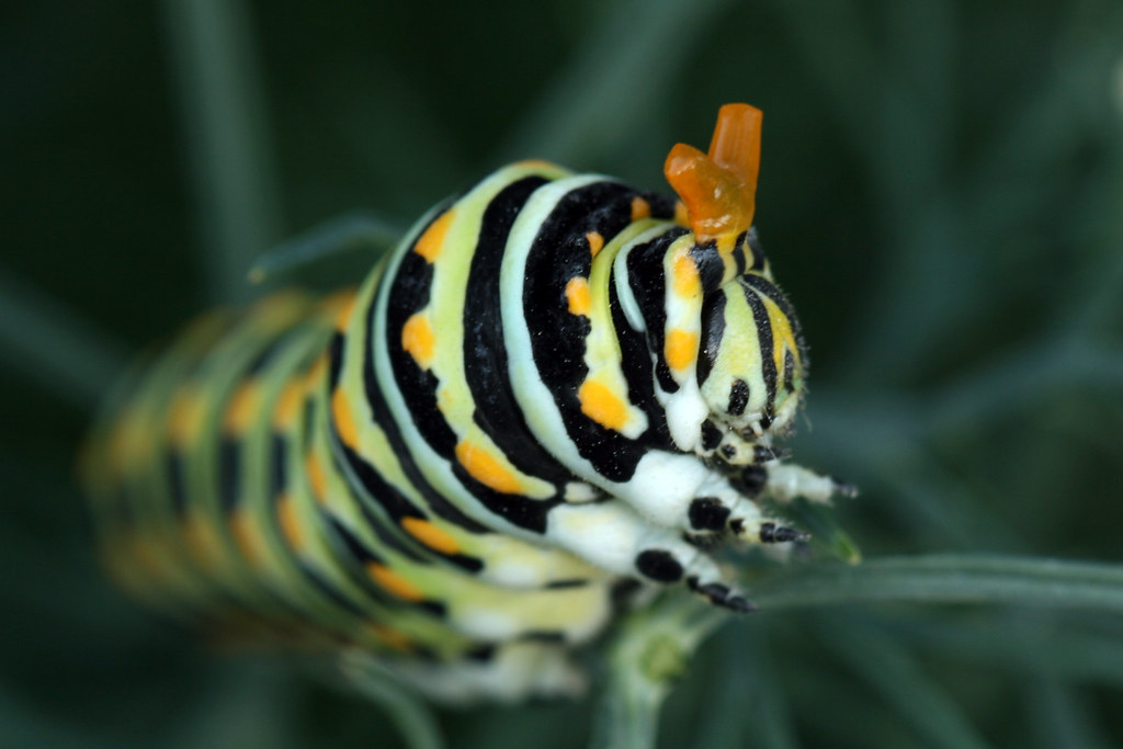 Black Swallowtail Caterpillar On fennel in defense mode wi… Flickr