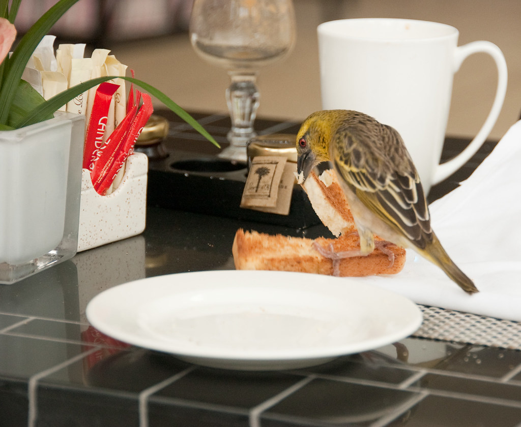 Stealing breakfast VIII krcb197 Flickr