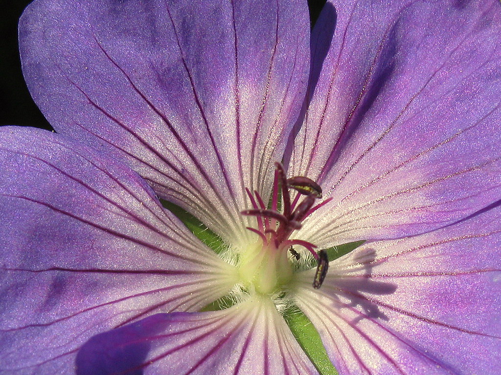 Geranium 'Rozanne' with ant Geranium 'Rozanne' with ant, a… Flickr