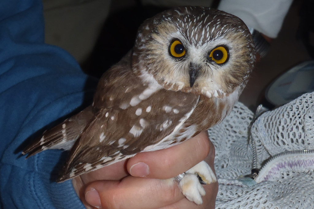 Northern Sawwhet Owl (Aegolius acadicus) One of the
