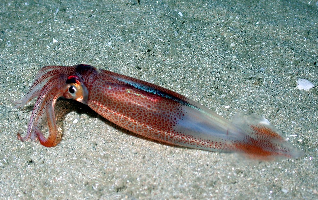 fish3947 | A squid. Atlantic Ocean, Southeast U.S. shelf/slo… | Flickr