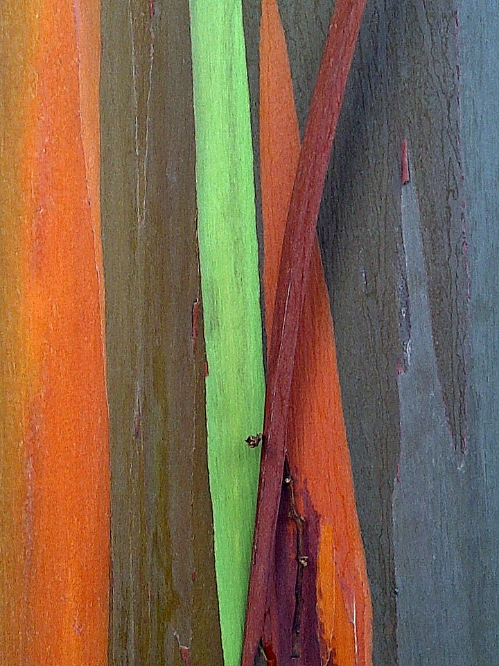 365/8 Rainbow Gum Tree, Hawaii This is the bark of a Rainb… Flickr