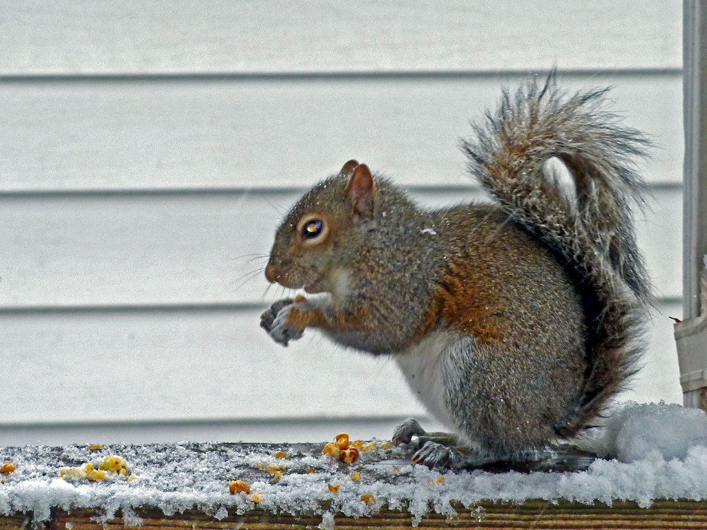 squirrel eating popcorn in a snowstorm DiscipleDewd Flickr