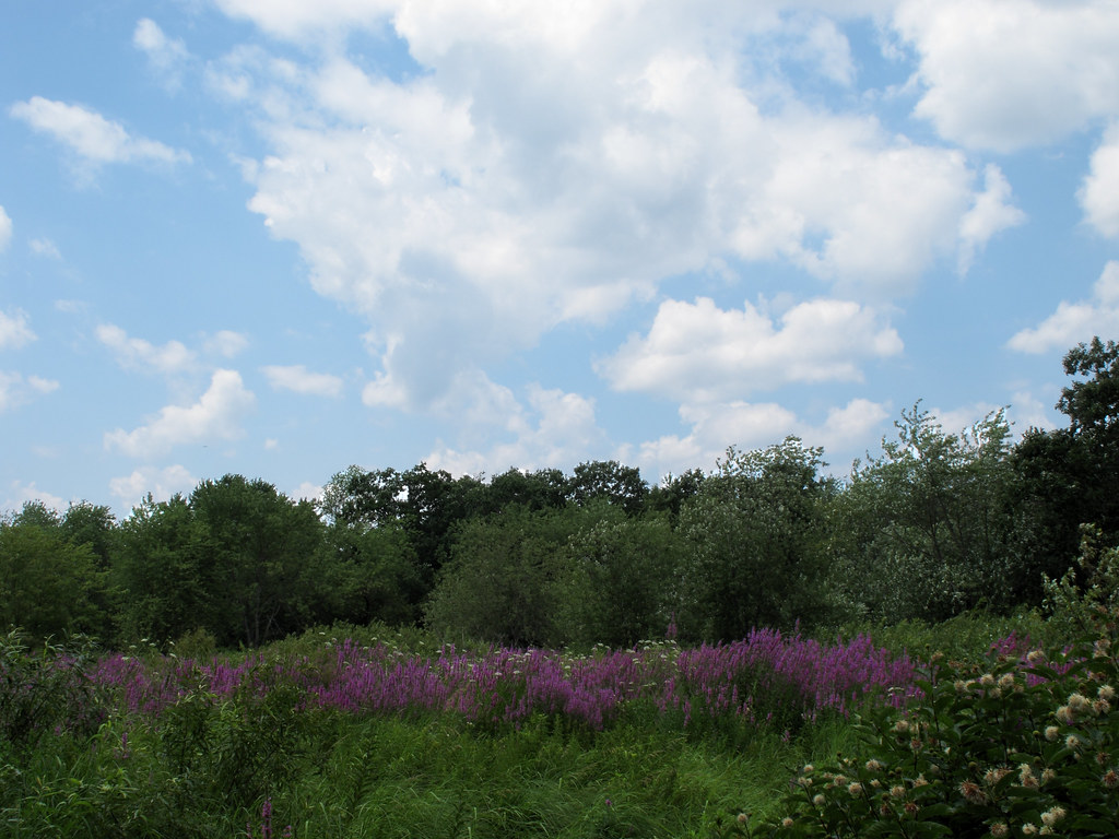 Great Meadows 0240 Great Meadows National Wildlife Refuge,… Ed