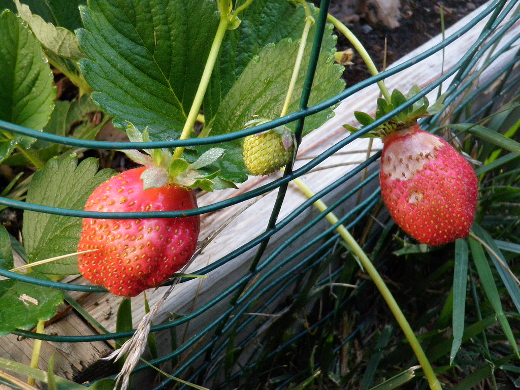 Strawberries on a fence gerry la londeberg Flickr