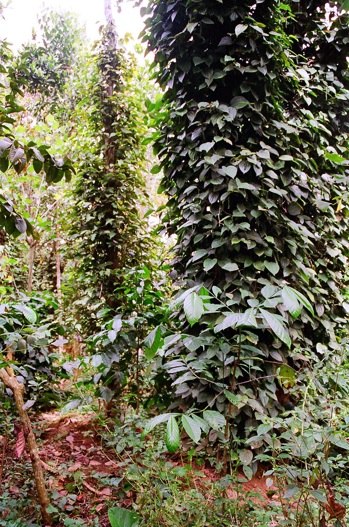 Pepper Vines Pepper vines on a spice farm in Kerala in Ind