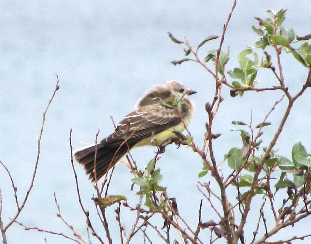 Western Kingbird in northern Ontario 3/4 Record shots of a… Flickr