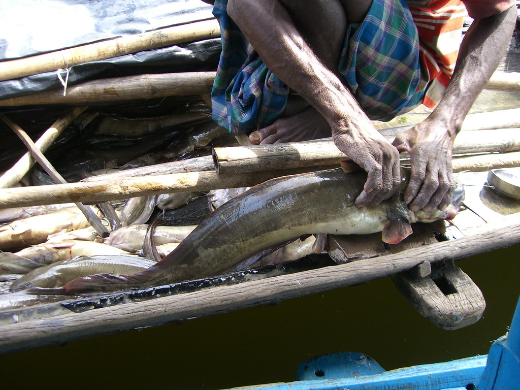 釣り インド インドで見た魚介類。 「釣りナビくん」 Flickr