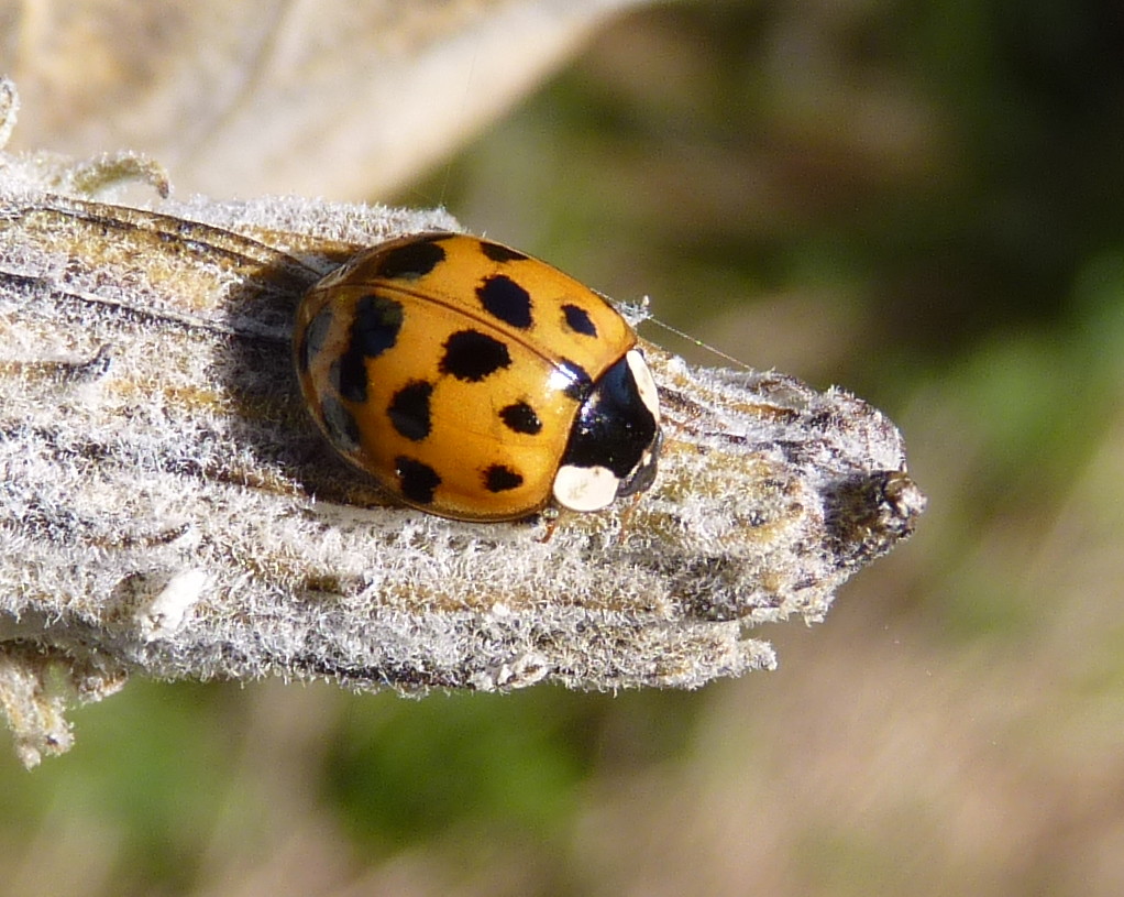 Ladybug Asian ladybugs seen mostly on and near spent mil… Flickr