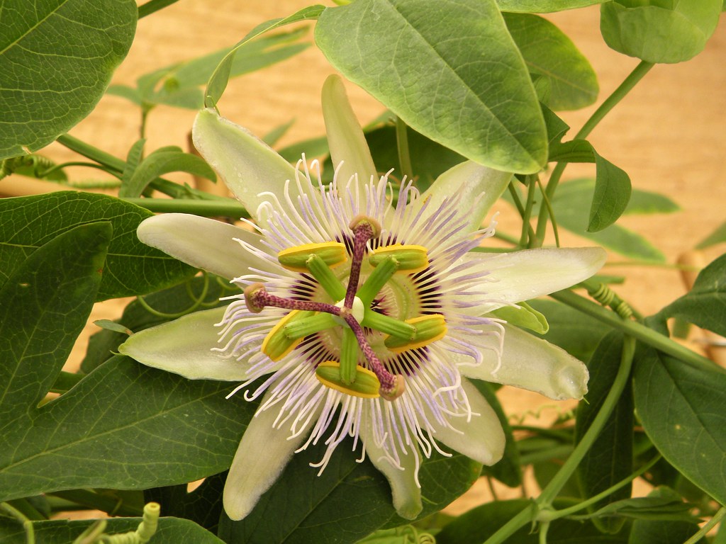 Passiflora (passion flower) I'm growing this on a trellis … Flickr