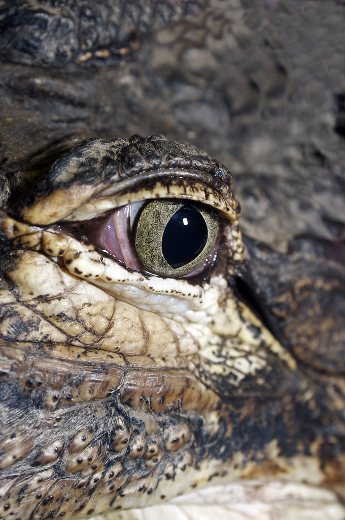alligator eye Close up of American Alligator eye. doucettephoto