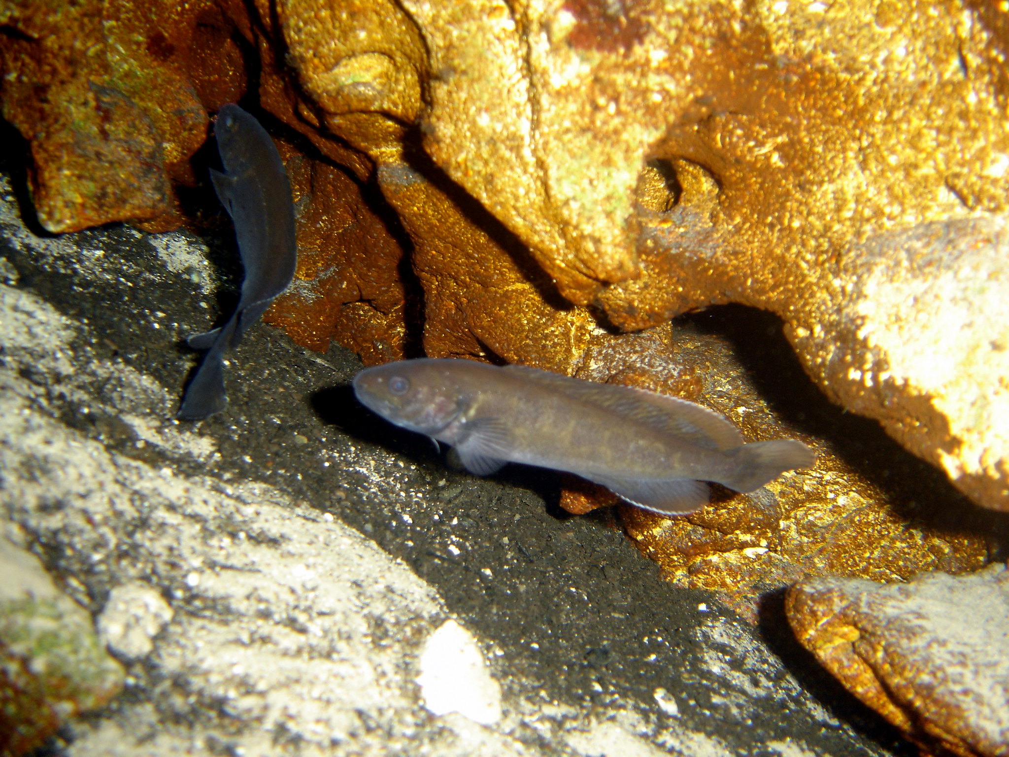 River Blackfish (Gadopsis marmoratus) Tomahawk, Tasmania