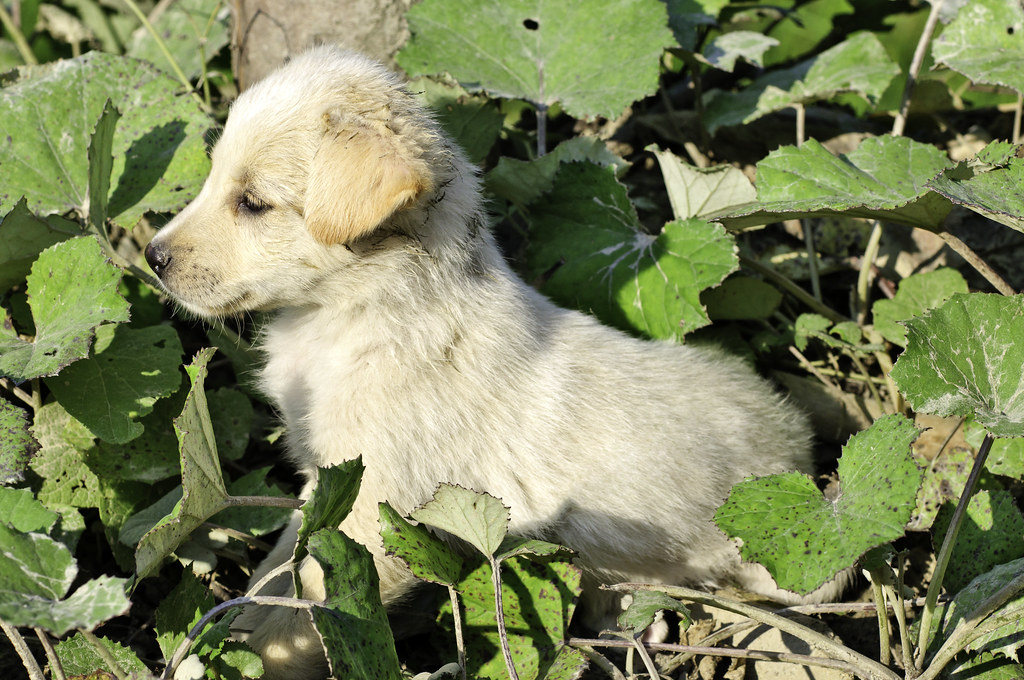 Cute white puppy on the side of the road Orfan small white… Flickr