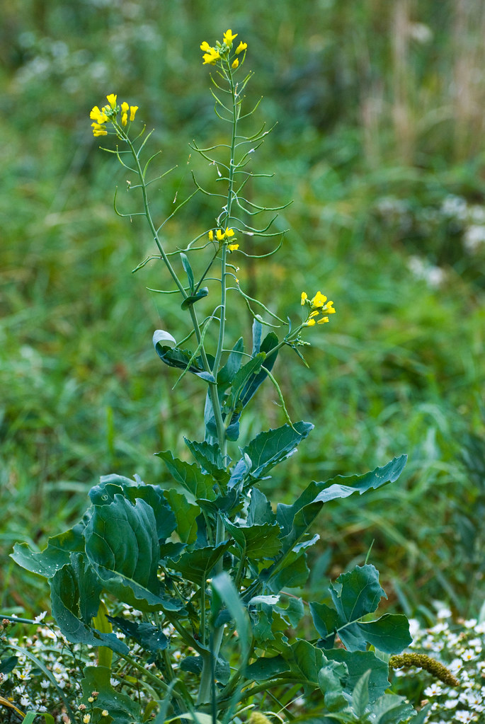 Brassica juncea (Indian Mustard) Brassicaceae Magic Hed… Flickr