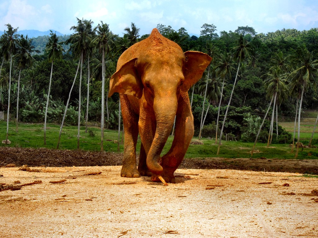ELEPHANTS OF SRI LANKA. 1 Taken in the elephant orphanage … Flickr