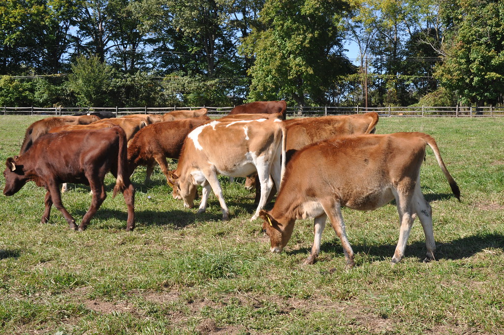 Cherry Grove Farms Cows Chloe Flickr