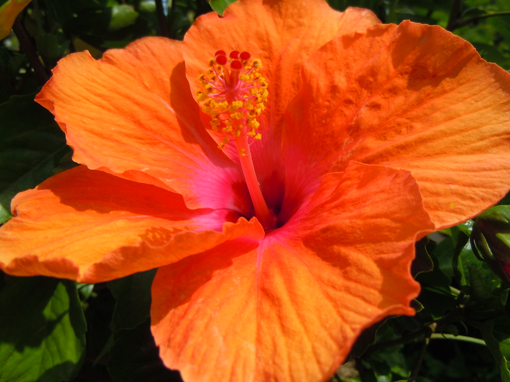 Flower Farm Stand in Bedford NH Jennifer Mann Flickr
