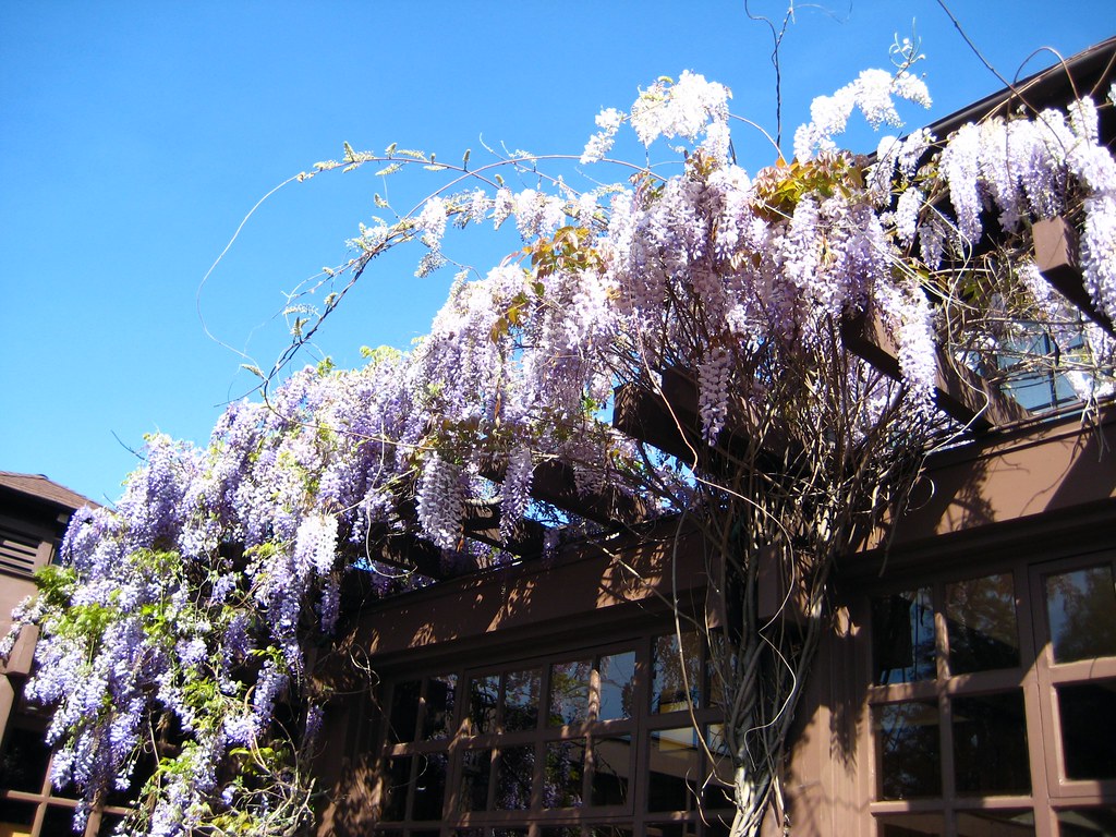 Wisteria sinensis Chinese Wisteria Bri Weldon Flickr
