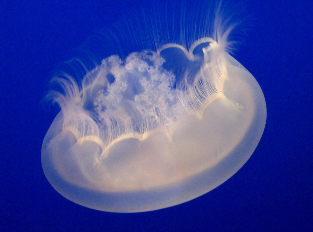 Aurelia aurita 2 Ulmaridae Moon Jelly, Moon Jellyfish, Co… Flickr