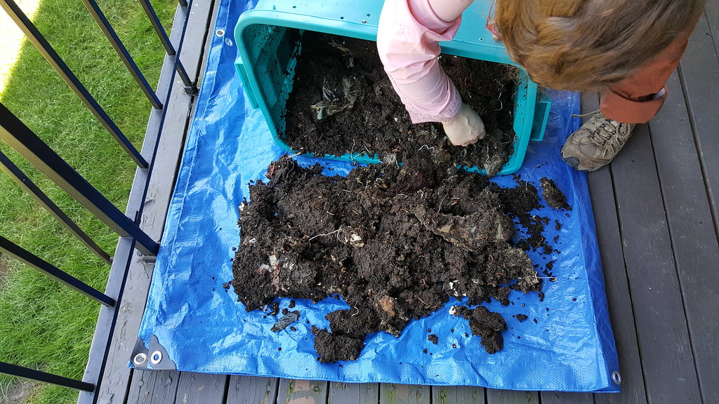 dumping out the castings Harvesting the worm castings (poo… Flickr