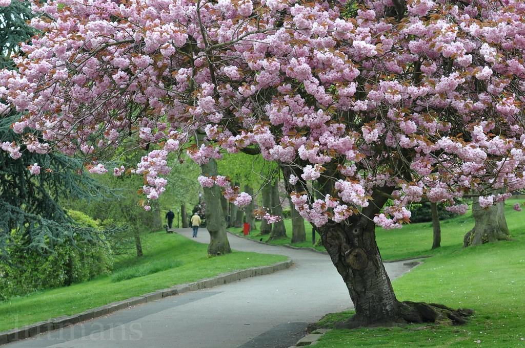 Blossom Blossom in Valley Gardens, Harrogate lutmans Flickr