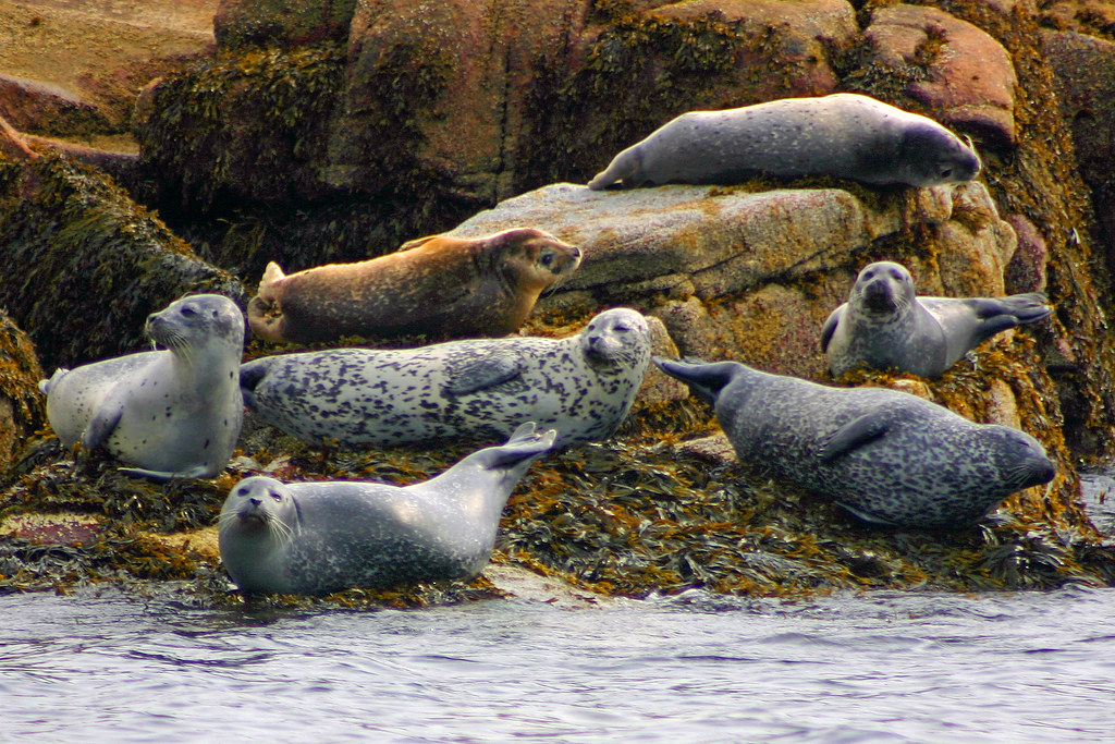 Maine harbor seals Harbor seals on the Maine coast. seals… Jeremy