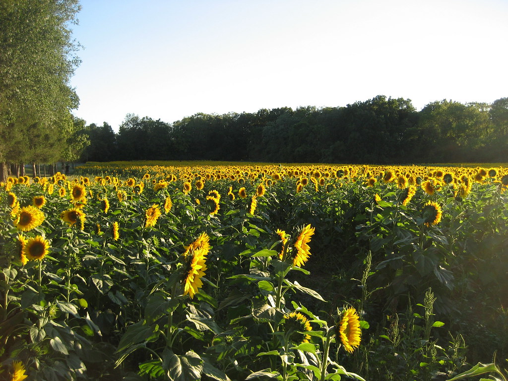 Yellow Springs Sunflower Field Ali Fuller Flickr