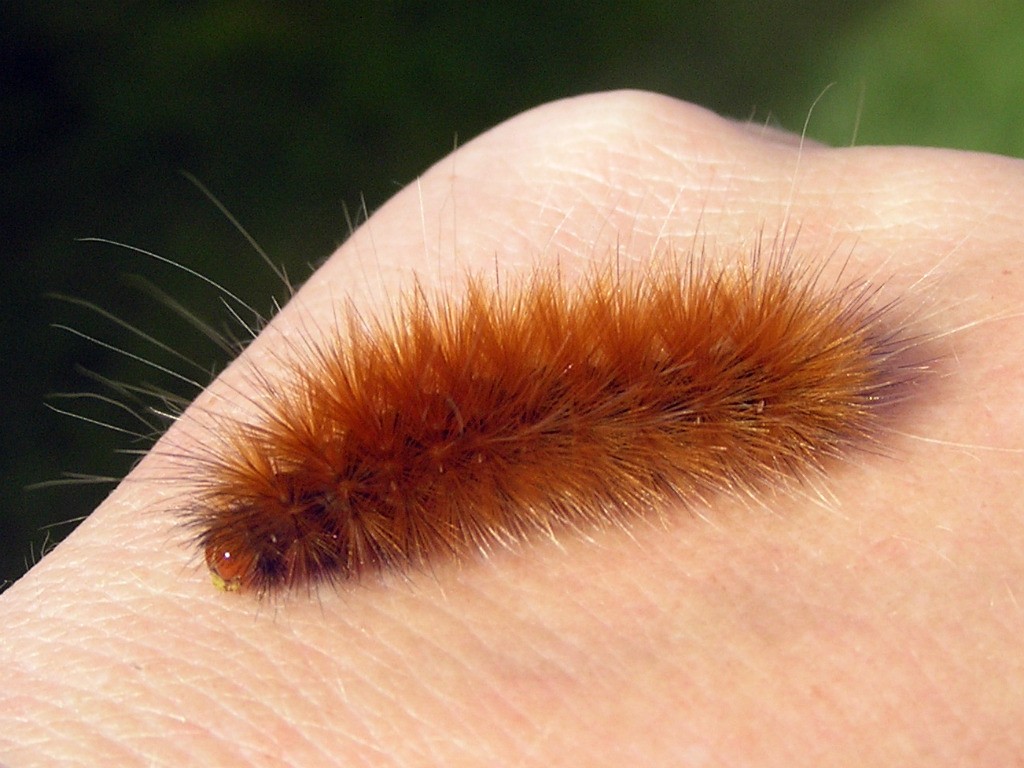 Fuzzy Orange Caterpillar Identified As A Salt Marsh Tiger … Flickr