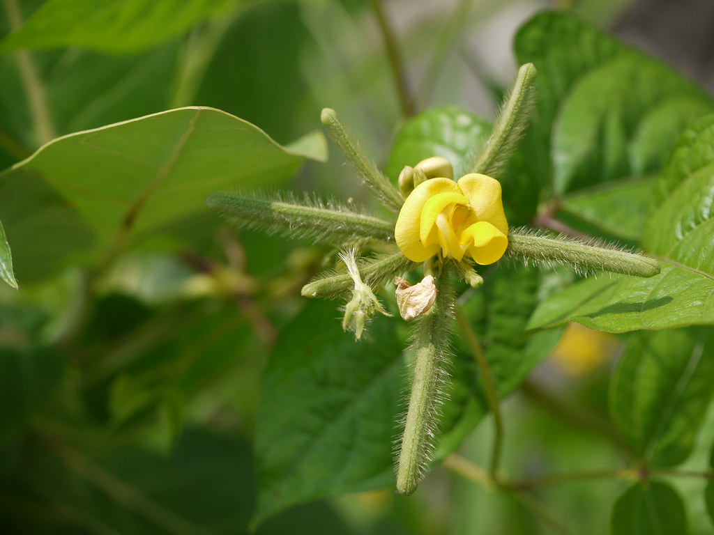 Vel Mung (Marathi वेल मूंग) Fabaceae (pea, or legume fami… Flickr