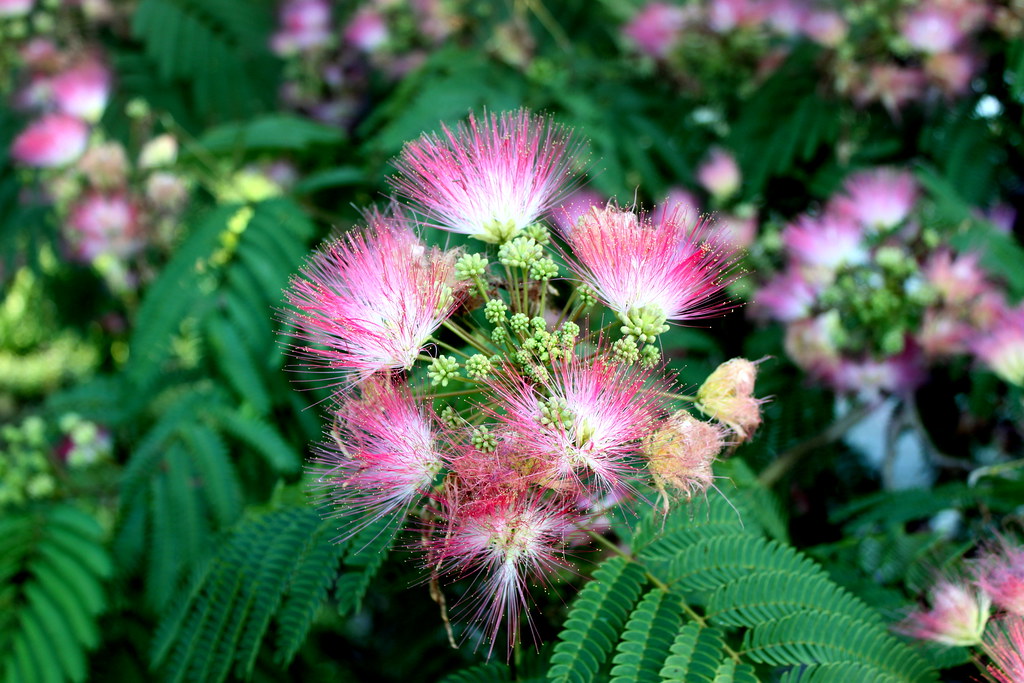 Mimosa (Silk tree) Mimosa (silk tree) on bank of Lick Cree… Flickr