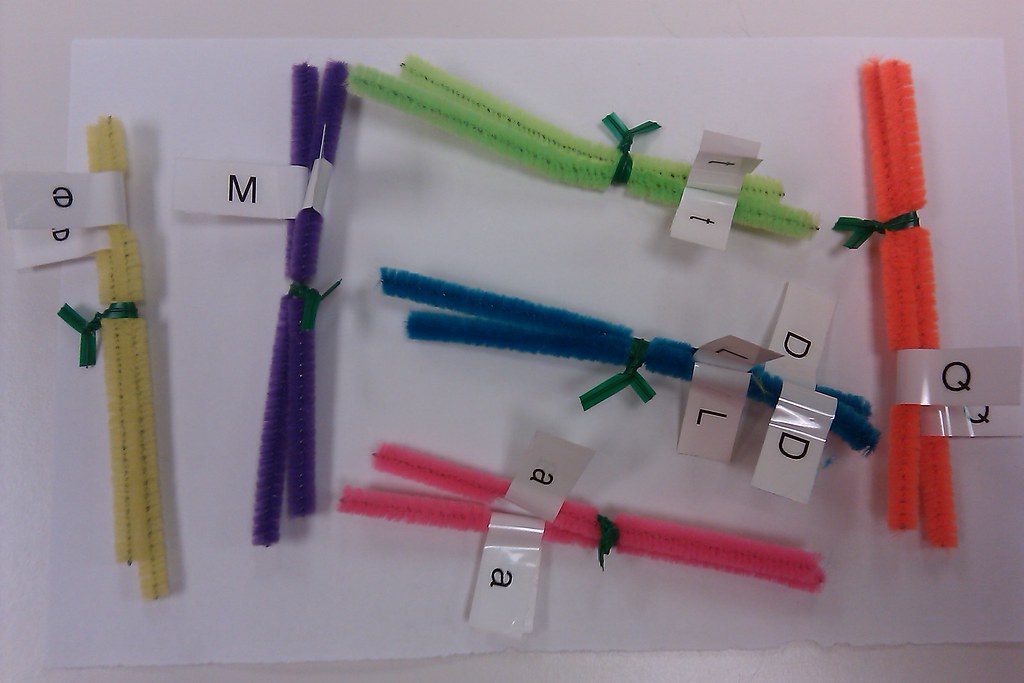 Pipe cleaner meiosis 5 The other cell produced by meiosis … Flickr