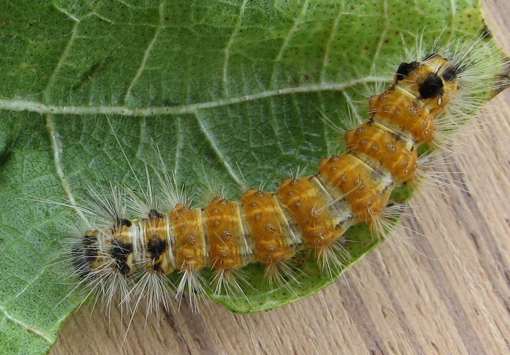 RED HAIRY CATERPILLAR SURENDER Flickr