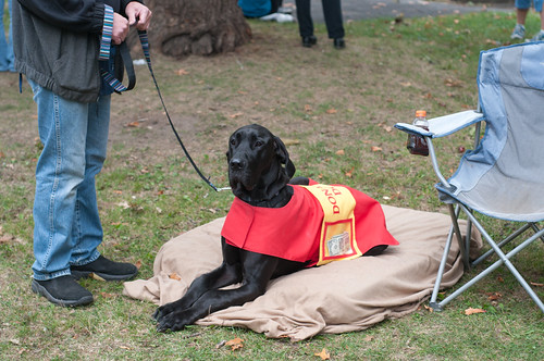 DSC_4363 Above & Beyond Great Dane Rescue Flickr