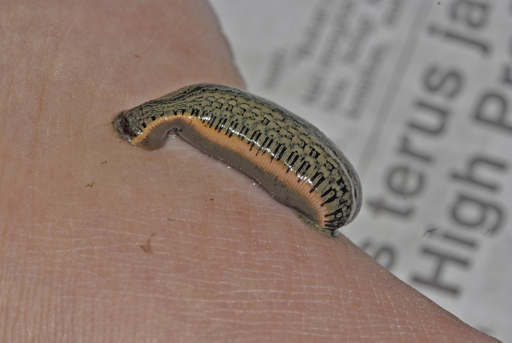 medicinal leech feeding leeches have been used in medicine… Flickr