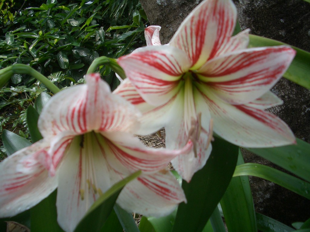CIMG5890 red on white striped lilies T Mann Flickr